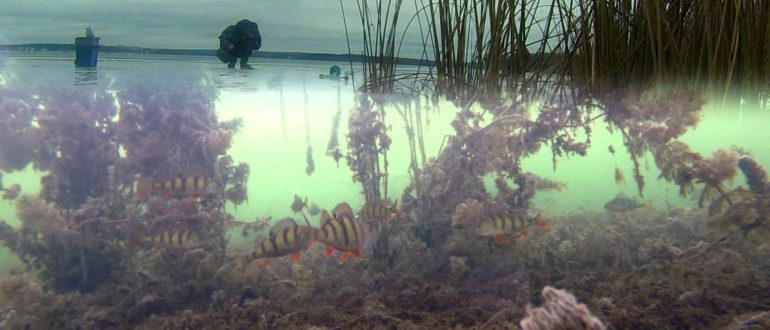 A legjobb kamerák víz alatti horgászathoz