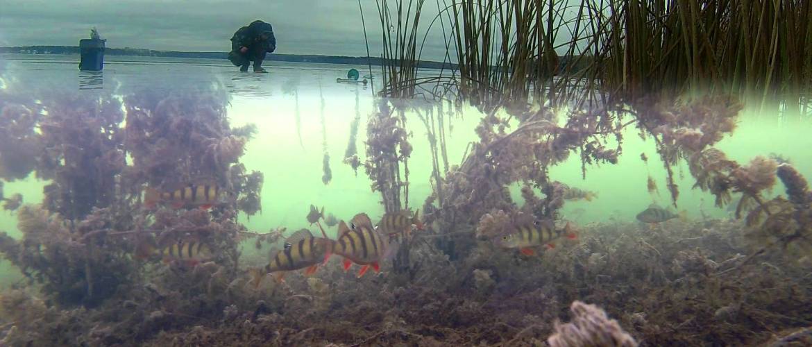 De beste camera's voor onderwatervissen