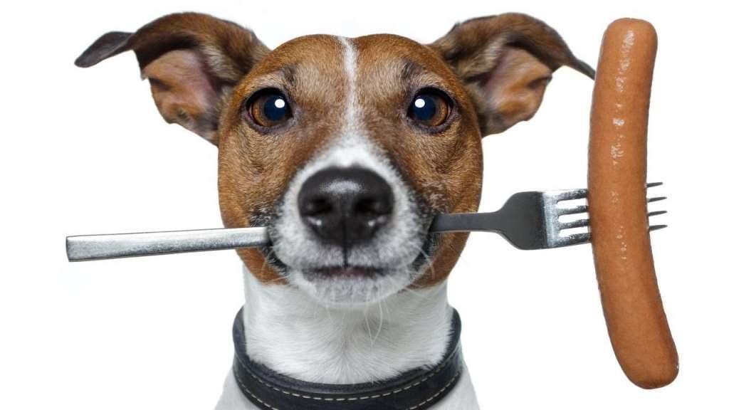 Fénykép a kutya és a takarmány