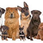 Hogyan válasszunk ételt kedvenc kutyájához?