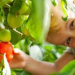 A TOP 9 legjobb fajta paradicsom vagy paradicsom