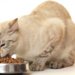 Válasszon macskaeledelt