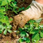 Hogyan lehet kezelni a gyomokat és a füvet a helyszínen?