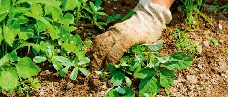 Hogyan lehet kezelni a gyomokat és a füvet a helyszínen?