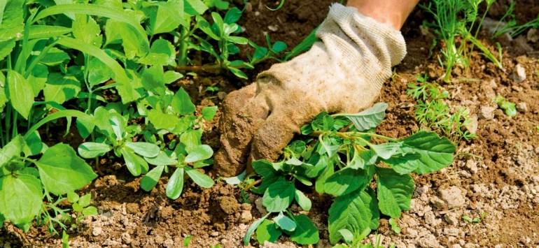 Hogyan lehet kezelni a gyomokat és a füvet a helyszínen?