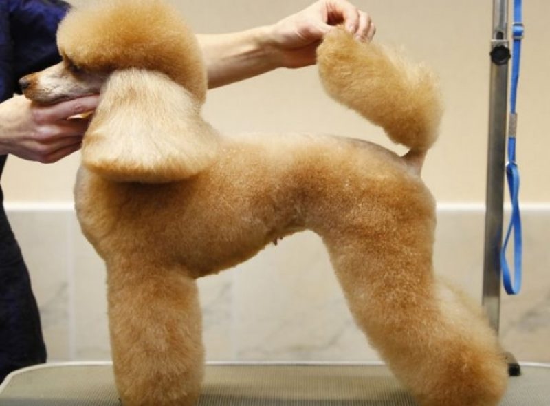 Hogyan válasszuk ki a kutyavágót